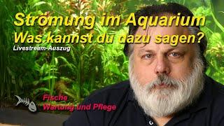 Strömung im Aquarium. Was kannst du dazu sagen?