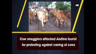 Cow smugglers attacked Andhra tourist for protesting against caning of cows - Odisha News