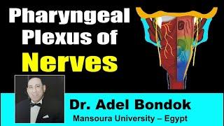 Pharyngeal Plexus, Dr Adel Bondok