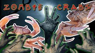 There's a (Crab) Zombie Apocalypse in the Chesapeake