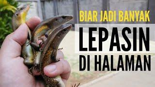 MELEPAS KADAL KEBUN DI HALAMAN!! | EUTROPIS MULTIFASCIATA