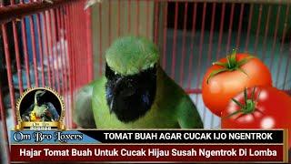 Hajar TOMAT BUAH Untuk CUCAK HIJAU  Susah NGENTROK Di Lomba