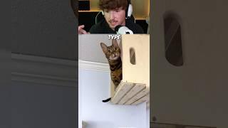 He Built A Cat Wall Playground!