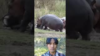 Hippo eat deer  #animals #wildlife #usatravel #usa #viralvideo #shortsvideo