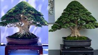 50 INSPIRASI BONSAI GAYA FORMAL/INFORMAL TERBAIK