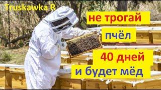 #пчёлы. Схема развития пчелиных семей весной от облёта до роения. признаки когда расширять, сроки.