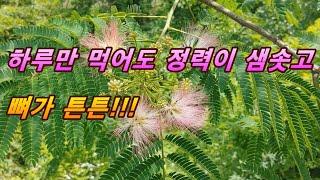 하루 세번씩 먹으면 하루종일 막일을 해도 힘든줄 모르고 뼈가 무쇠처럼 강해지는 신비한 약나무