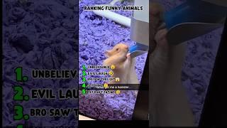 RANKING FUNNY ANIMALS