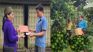 The life of mother and son helps Mr. QUYET grow corn and pick lemons to sell //@Lythihanh23