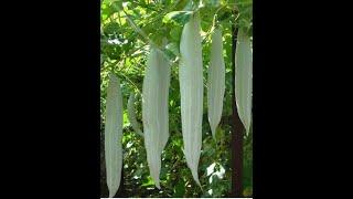 Amazing Snake Gourd Creepers in Subbalakshmi Sastry's Garden