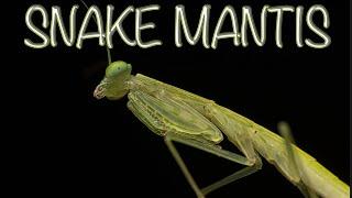 Snake Mantis - A Rare Encounter | Educational Macro