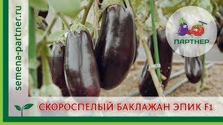 СКОРОСПЕЛЫЙ БАКЛАЖАН ЭПИК F1