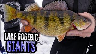 Catching JUMBO PERCH on Lake Gogebic