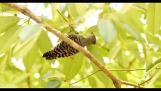 Kara Sun birding in (presenting wildlife of) Sabah (Borneo) - Part 1 (Inubong,Mt. Kinabalu)