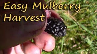 How To Harvest Mulberries The EASY Way!