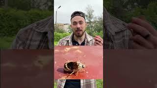 Не трогай майского жука️