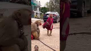 Bandar bandariya ka Nach gana #monkey #funny #comedy #cute #animals