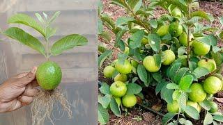 How to grow guava tree at home | How to propagate guava plant | Growing guava tree | Grow guava