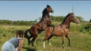 Semental Corindón caballos. Encuentro de primavera con yeguas Cavalos horses part 1