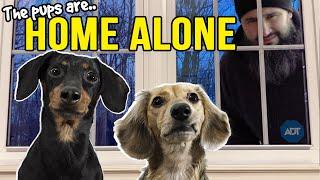 Ep#13: The Dogs are HOME ALONE - then Puppy Burglar Arrives! 