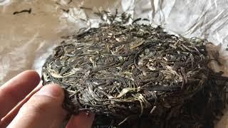 Drinking Gaoshan Autumn Gu Shu Pu Erh Tea