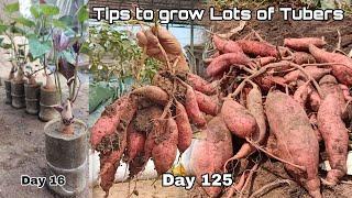 From Tubers to Lots of Tubers, Growing Sweet Potatoes in Sacks at Home