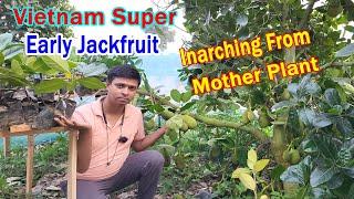 Vietnam Super Early Jackfruit Inarching From Old Mother Plant || वियतनाम सुपर अर्ली कटहल का पौधा ||