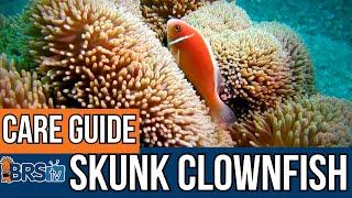 What Do Skunk Clownfish Need?