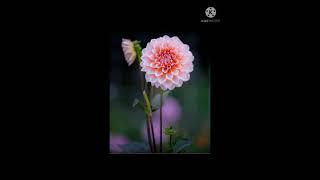 RANDOM FLOWER PICTURES
