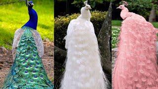 5 PAVO REALES MAS HERMOSOS!! del Mundo  7 Colores de pavos mas bonitos que poca gente conoce!