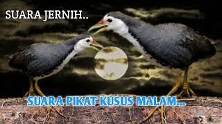 DI JAMIN TARET MENDEKAT || SUARA RUAK RUAK KHUSUS MALAM HARI