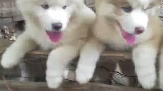 Cutest Huskies Ever