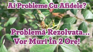 Soluție Insecticid Pentru Afide Rețetă Făcută Acasă Pentru Trandafiri Pomi Și Plante