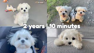 MY DOGS 2 YEARS IN 10 MINUTES ️ CUTEST MOMENTS #maltese #puppy