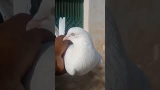 top 10 high flying pigeons