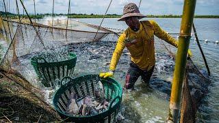 How to Start a Successful Catfish and Tilapia Farm as a Beginner using Earthen Pond in 2024 in Ghana