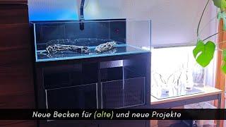 3 neue Kallax Becken / Umzug Kardinalfische -Es gibt immer was zu tun! #aquaristik #update