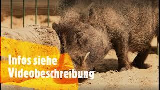 Ausflugsziele: Mittelsachsen: Tierpark Chemnitz