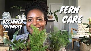 My Fern Collection | How to Care for Ferns | Plant Care Tips and Maintenance