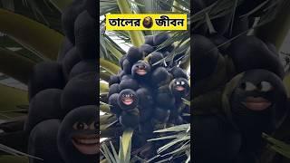 তালের জীবনে  | #funnyvideo #comedy