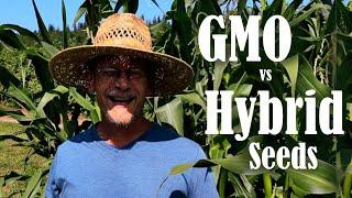 GMO vs Hybrid | Let's Talk About Seeds