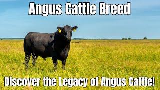 Angus Cattle Breed: Breeding, Characteristics, and Fascinating History