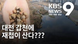 대전 갑천에 나타난 재첩! 서식 환경 개선 때문? / KBS뉴스(NEWS)