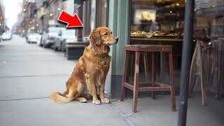 Stray Dog Begs For Food At Restaurant, But When Workers Follow Him Home? TEARS EVERYWHERE!