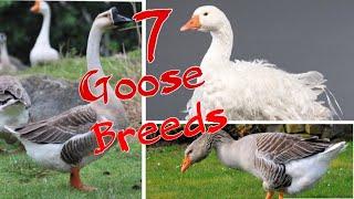 7 Goose Breeds To Consider For Your Farm