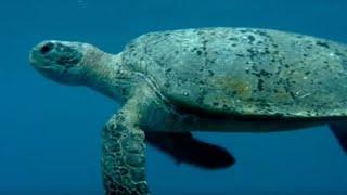 The Ocean Food Chain | Turtle's Guide to the Pacific | BBC Earth