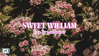 SWEET WILLIAM FLOWER FREE TV WALLPAPER | REALISTIC FLORAL SAMSUNG FRAME TV ART @PRIMPEDDESIGN