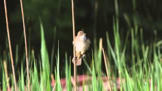 Great Reed Warbler; Acrocephalus arundinaceus