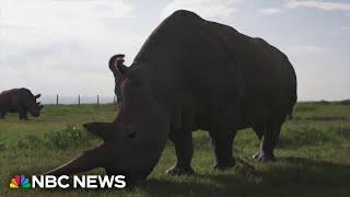 How scientists are trying to save world’s last northern White Rhinos from extinction through IVF