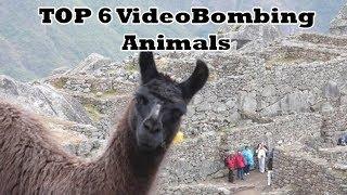 Top 6 videobombing animals (animals getting in the way of the camera)